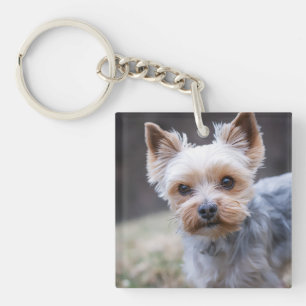 Yorkshire skräcker, Hund, Pet