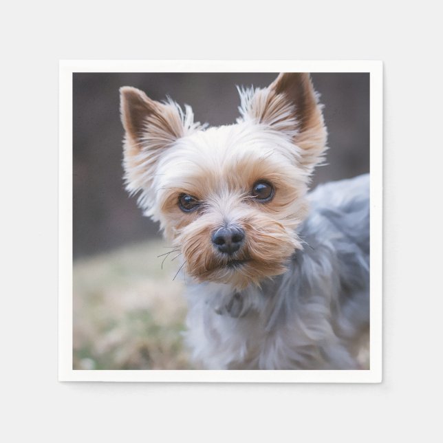 Yorkshire skräcker, Hund, Pet Pappersservett (Framsidan)