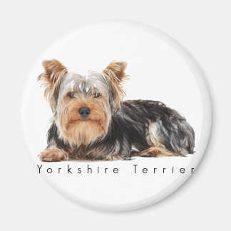 Yorkshire skräcker magnet