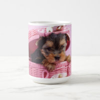 Yorkshire skräcker puppy