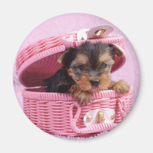 Yorkshire skräcker puppy magnet