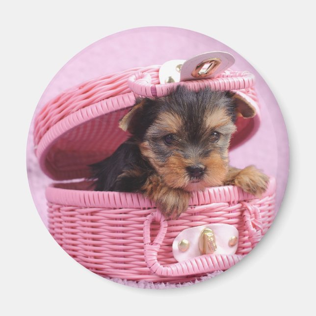 Yorkshire skräcker puppy magnet (Framsidan)