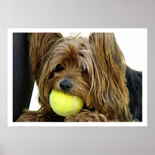 Yorkshire Terrer med Tennis Boll Poster