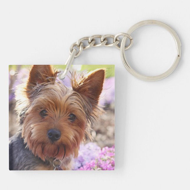 Yorkshire Terrier (Baksidan)