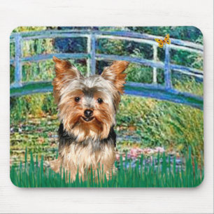 Yorkshire Terrier 17 - Bridge Musmatta