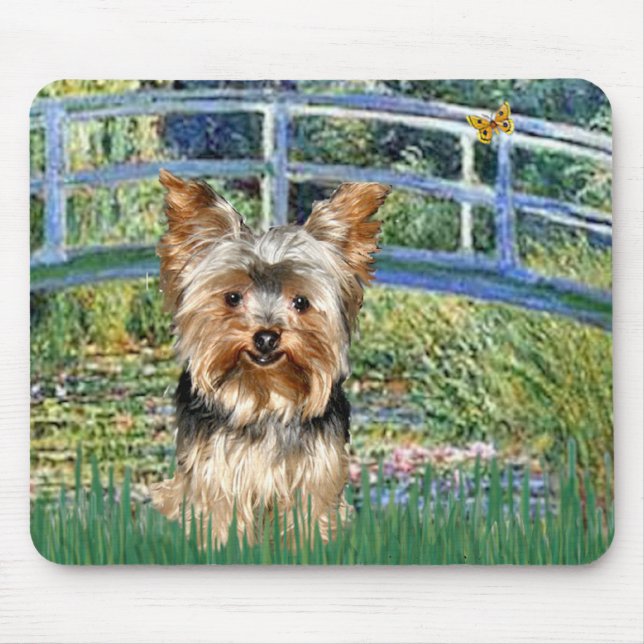 Yorkshire Terrier 17 - Bridge Musmatta (Framsidan)
