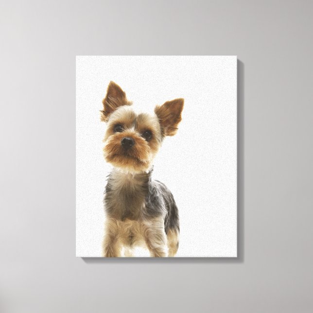 Yorkshire Terrier 2 Canvastryck (Framsida)