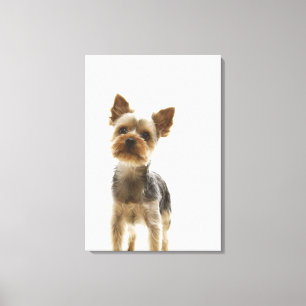 Yorkshire Terrier 2 Canvastryck