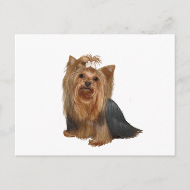 Yorkshire Terrier (7) Vykort (Framsida)