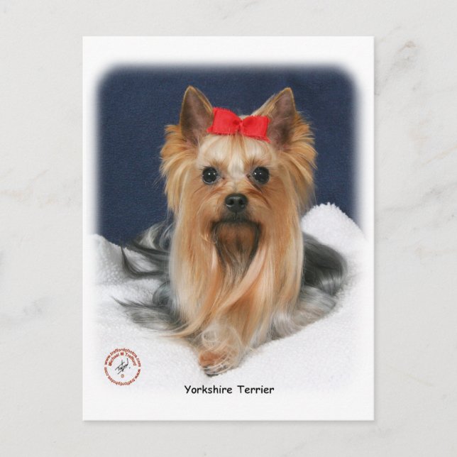 Yorkshire Terrier 9Y110D-019 Vykort (Framsida)