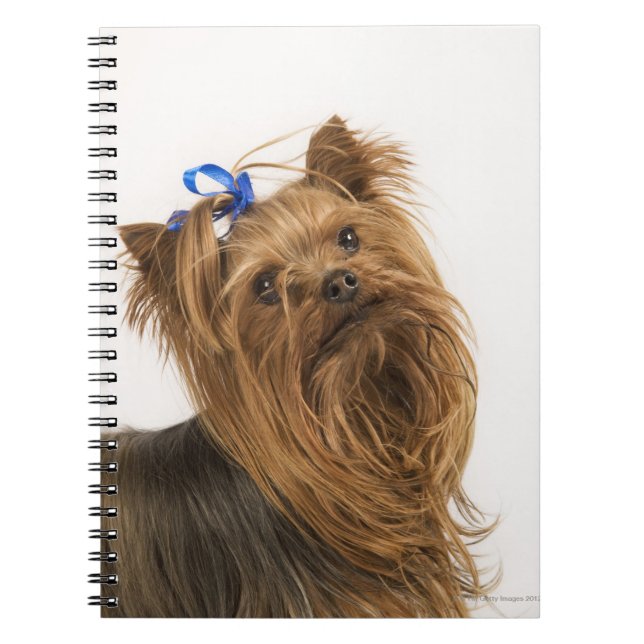 Yorkshire Terrier Anteckningsbok Med Spiral (Framsidan)