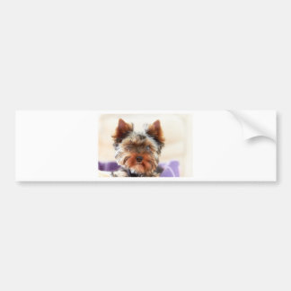 Yorkshire Terrier Bildekal