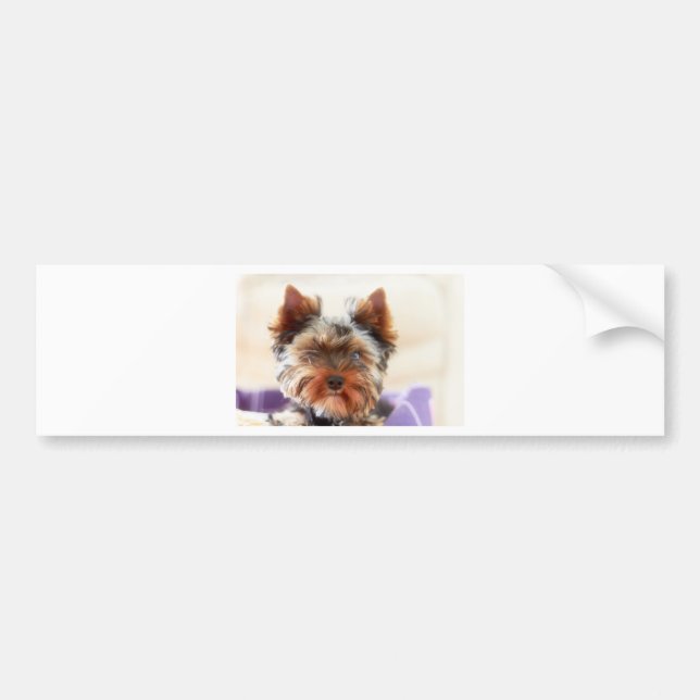 Yorkshire Terrier Bildekal (Framsidan)