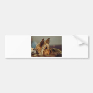 Yorkshire Terrier Bildekal