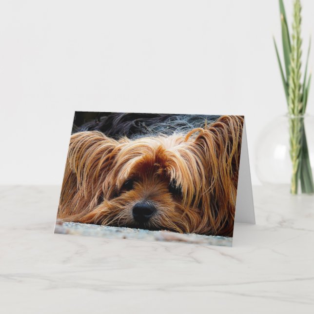Yorkshire Terrier Blank Greeting Card Kort (Framsida)