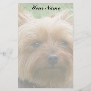 Yorkshire Terrier Brevpapper
