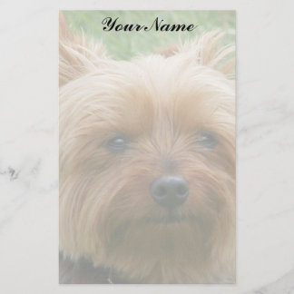 Yorkshire Terrier Brevpapper