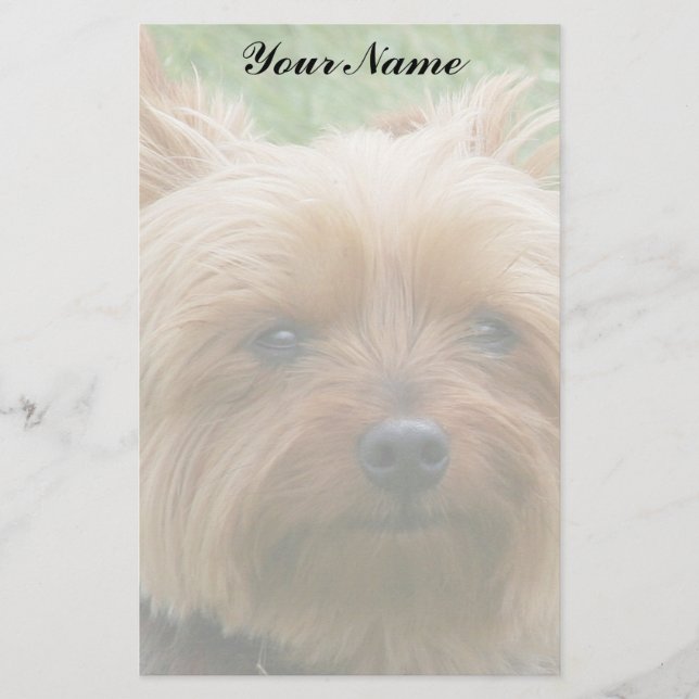 Yorkshire Terrier Brevpapper (Framsida)