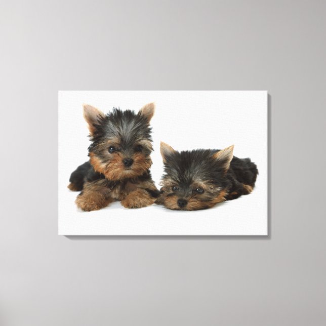 Yorkshire Terrier Canvastryck (Framsida)