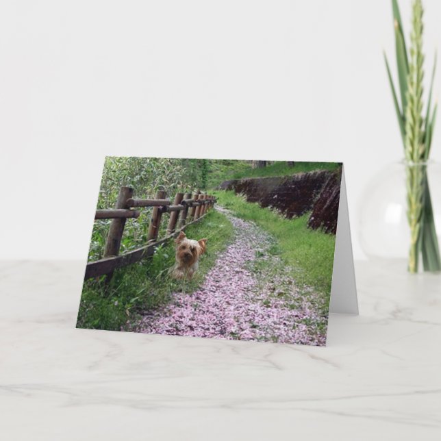 Yorkshire Terrier Card Kort (Framsida)