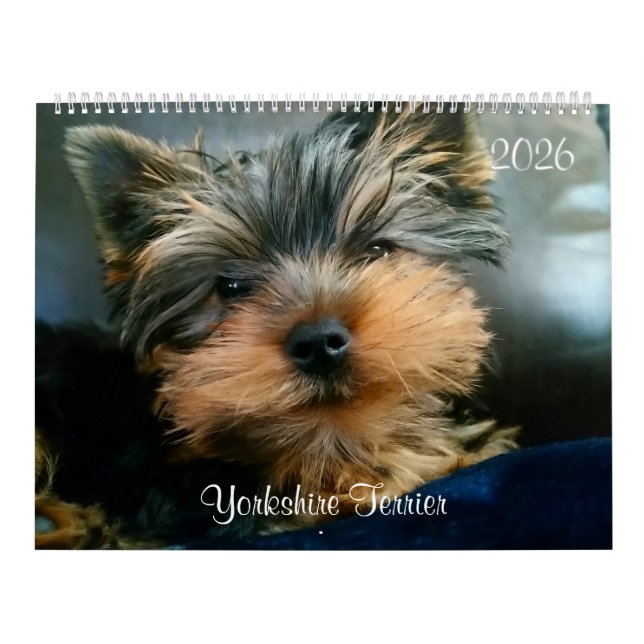 Yorkshire Terrier Cute Yorkies 2024 Calendar Kalender (Omslag)