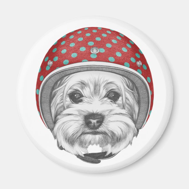 Yorkshire Terrier Daredjävul Magnet (Framsidan)