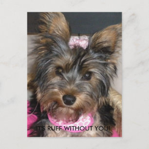 Yorkshire Terrier, DET ÄR JOBBIGT UTAN DIG! Vykort