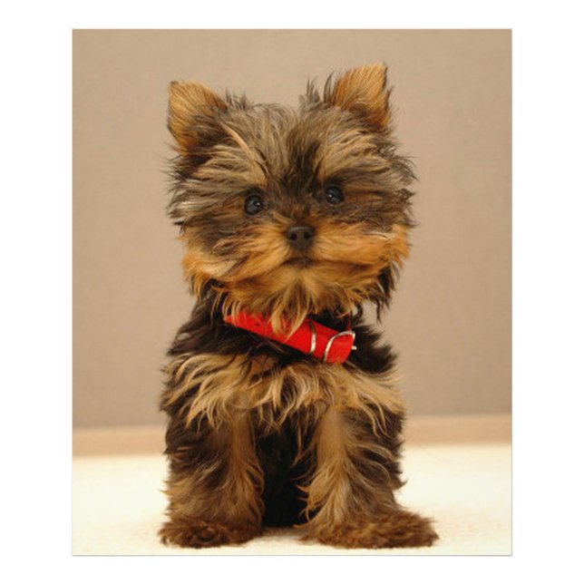 Yorkshire Terrier Fototryck (Framsidan)