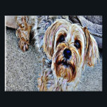 Yorkshire Terrier Fototryck<br><div class="desc">An aditable Yorkshire Terrier digital färgad</div>