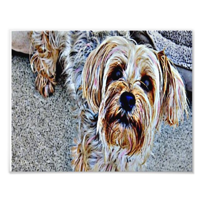 Yorkshire Terrier Fototryck (Framsidan)