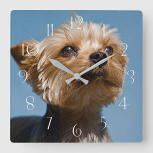 Yorkshire Terrier Fyrkantig Klocka