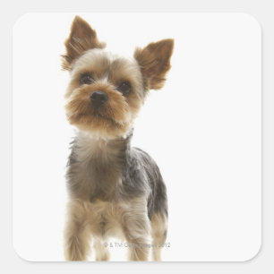 Yorkshire Terrier Fyrkantigt Klistermärke