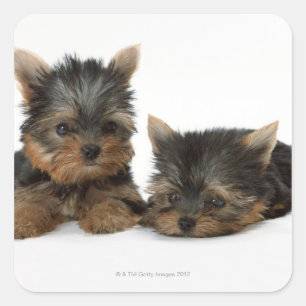 Yorkshire Terrier Fyrkantigt Klistermärke