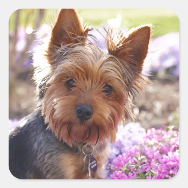 Yorkshire Terrier Fyrkantigt Klistermärke (Framsida)