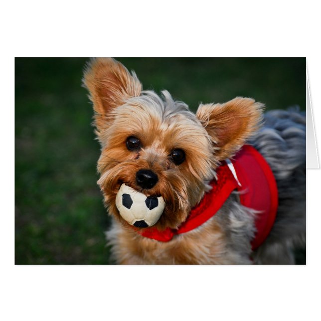Yorkshire Terrier Hälsningskort (Framsidan Horizontal)