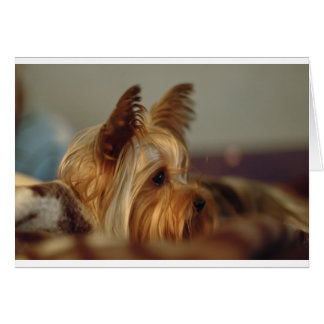 Yorkshire Terrier Hälsningskort