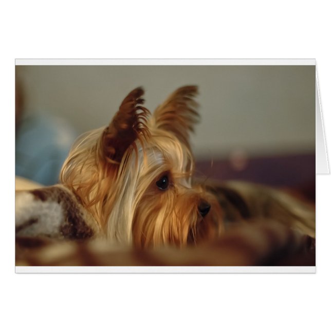 Yorkshire Terrier Hälsningskort (Framsidan Horizontal)