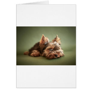 Yorkshire Terrier Hälsningskort