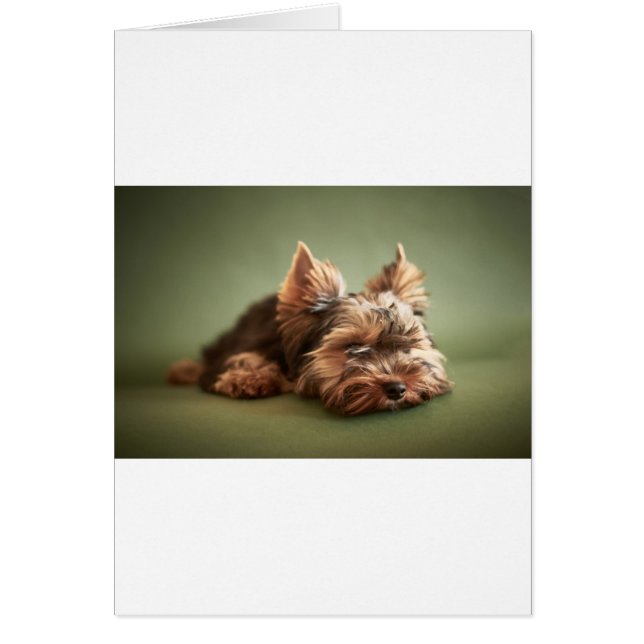 Yorkshire Terrier Hälsningskort (Framsidan)