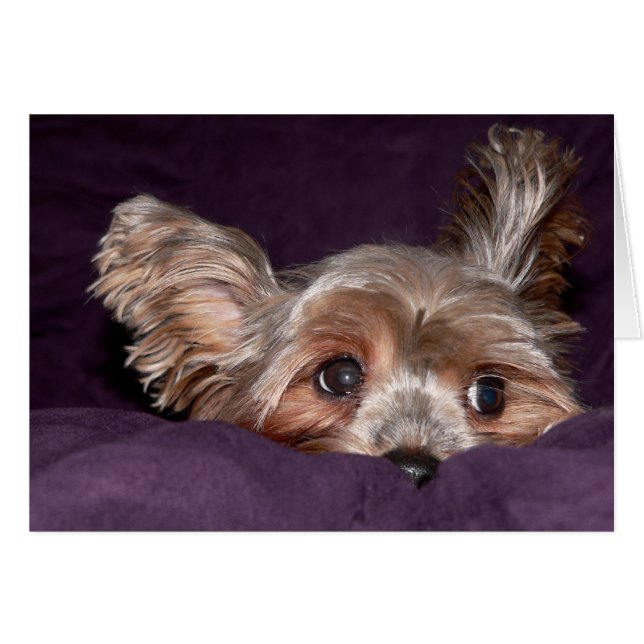 Yorkshire Terrier Hälsningskort (Framsidan Horizontal)