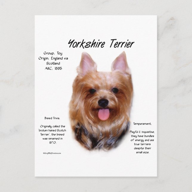 Yorkshire Terrier History Design Vykort (Framsida)