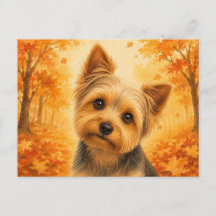 Yorkshire Terrier Höst Skog Hund