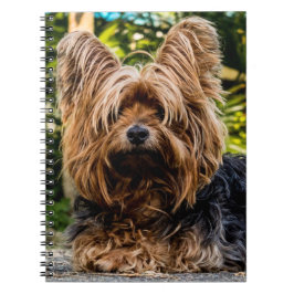 Yorkshire Terrier Hund Anteckningsbok Med Spiral