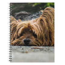 Yorkshire Terrier Hund