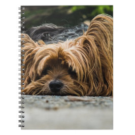 Yorkshire Terrier Hund Anteckningsbok Med Spiral