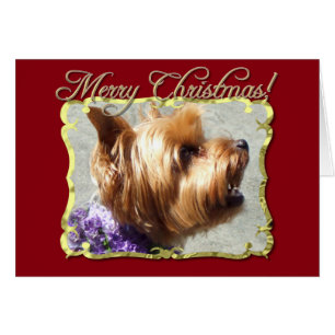 Yorkshire Terrier hund Hälsningskort