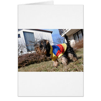 Yorkshire Terrier Hund Hälsningskort