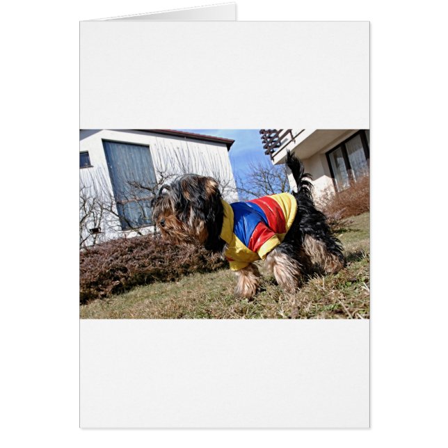 Yorkshire Terrier Hund Hälsningskort (Framsidan)