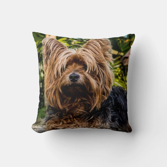 Yorkshire Terrier Hund Kudde (Framsida)