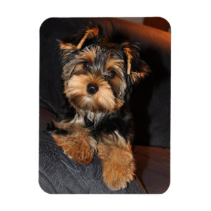 Yorkshire Terrier Hund Magnet